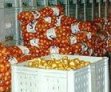 Украина: Кооперации и ассоциации – одни из наиболее успешных путей развития плодоовощного рынка